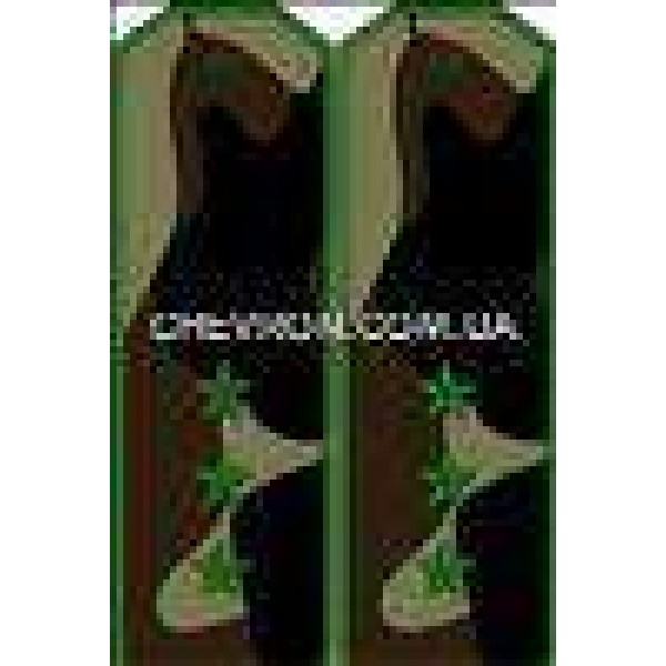 Погоны МО вышитые старший прапорщик - 3443414