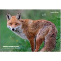 Мішень &"quot;Лисиця&"quot; (кольорова)