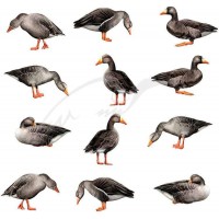 Профиля Андреевские гусиные (12 ед. в сумке)Профиля Андреевские гусиные (12 ед. в сумке)