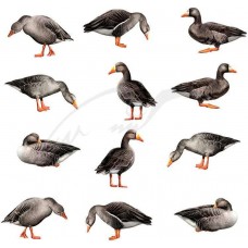 Профілю Андріївські гусячі (12 од. в сумці)Профілю Андріївські гусячі (12 од. в сумці)