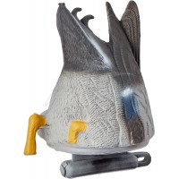 Підсудний селезень Birdland. Годується.