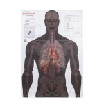 Мішень Алебарда 